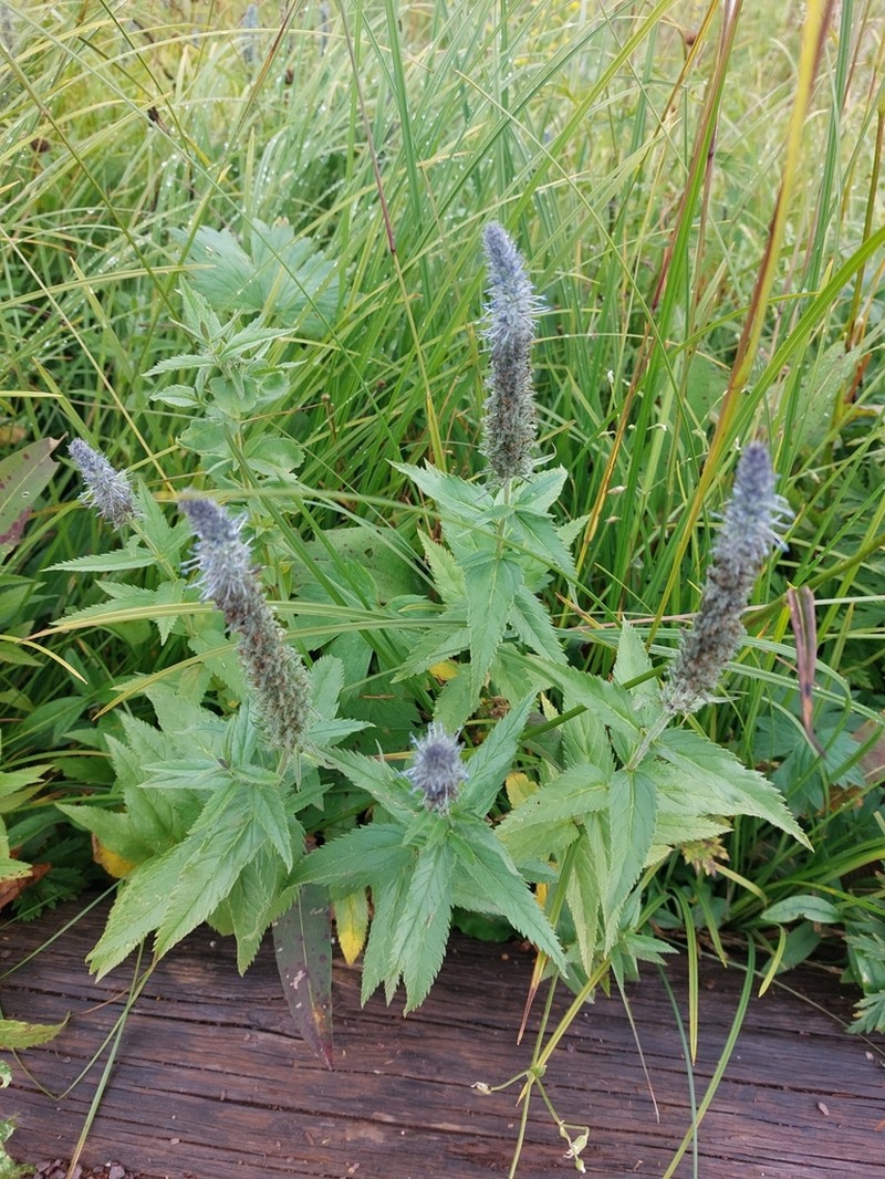 Veronica sajanensis photo 5