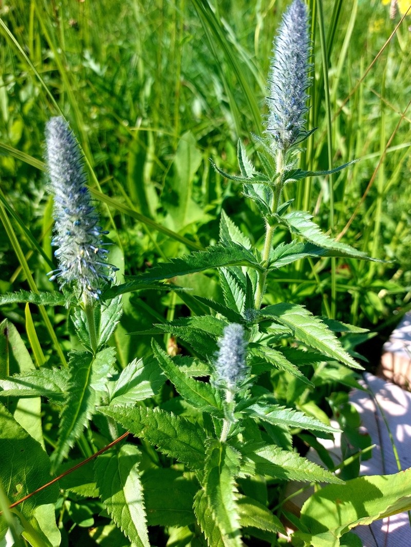 Veronica sajanensis photo 6