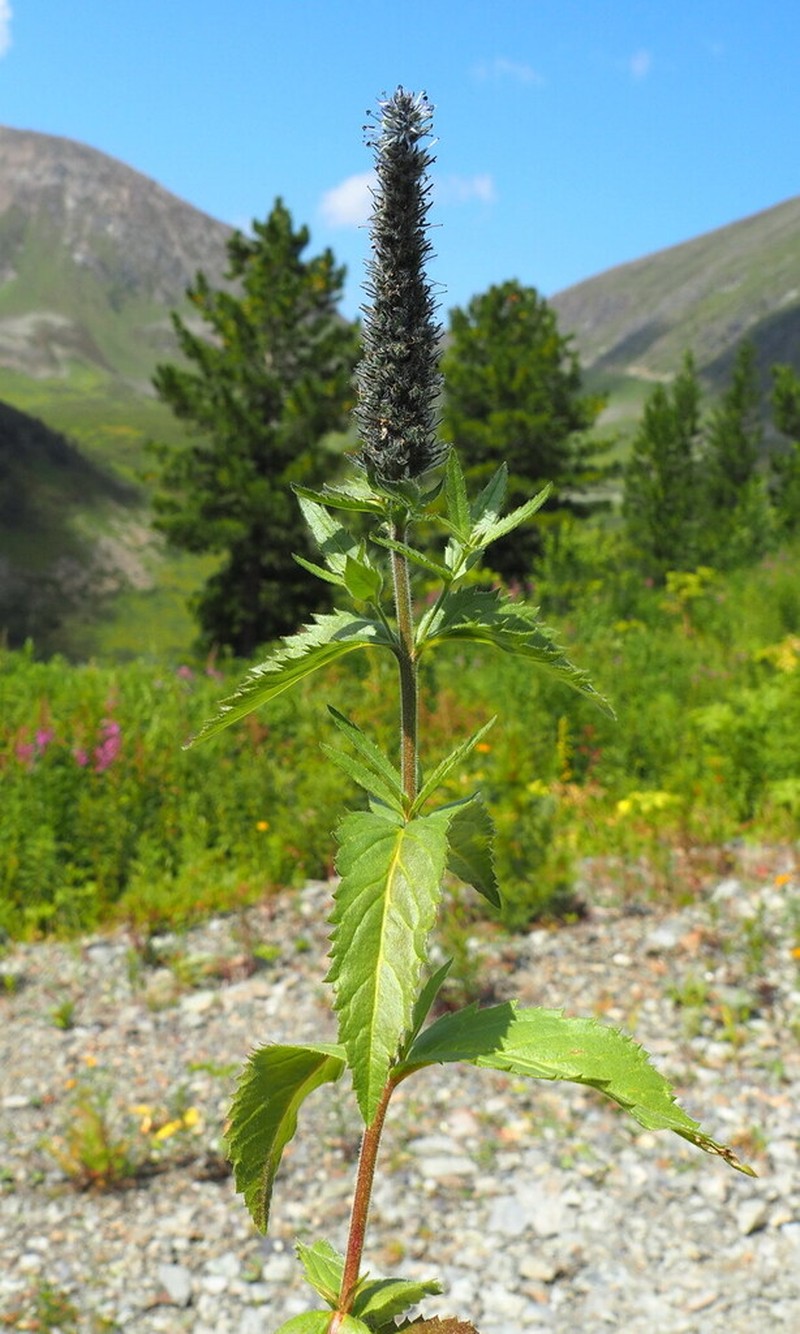 Veronica sajanensis photo 7