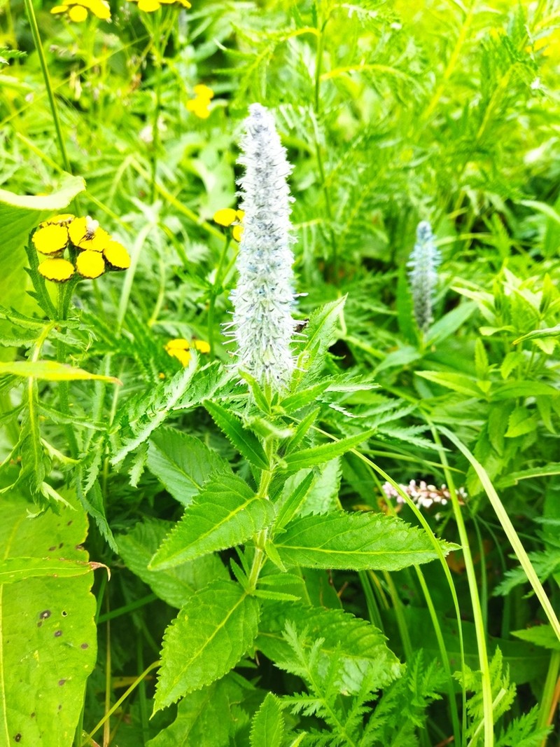 Veronica sajanensis photo 8