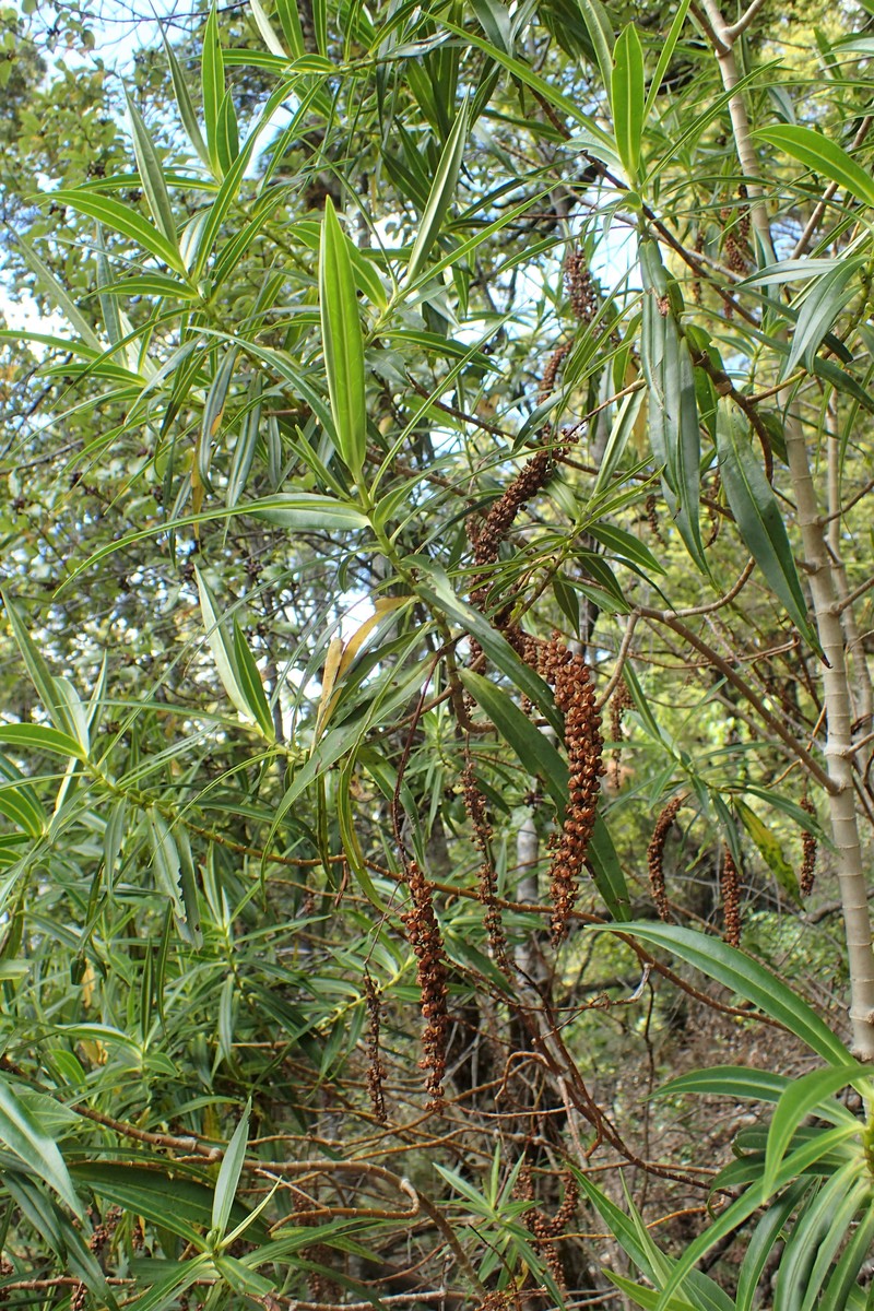 Veronica salicifolia
