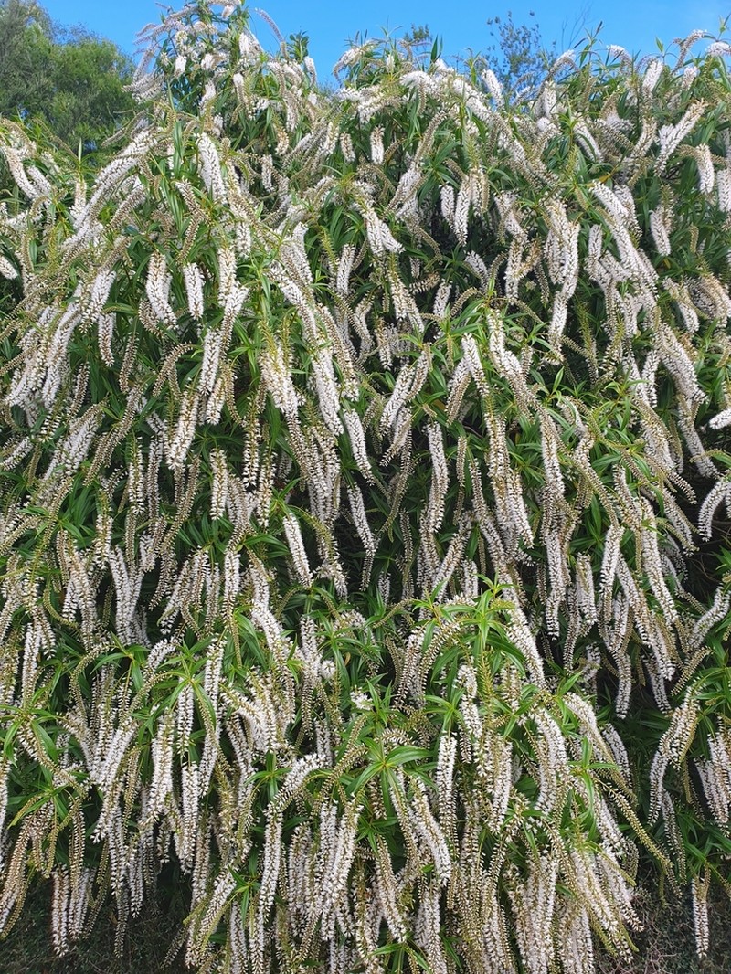 Veronica salicifolia photo 2