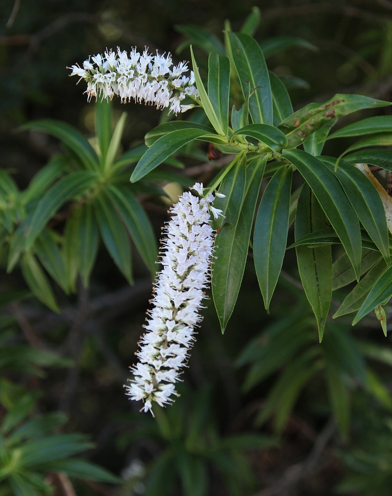 Veronica salicifolia photo 3