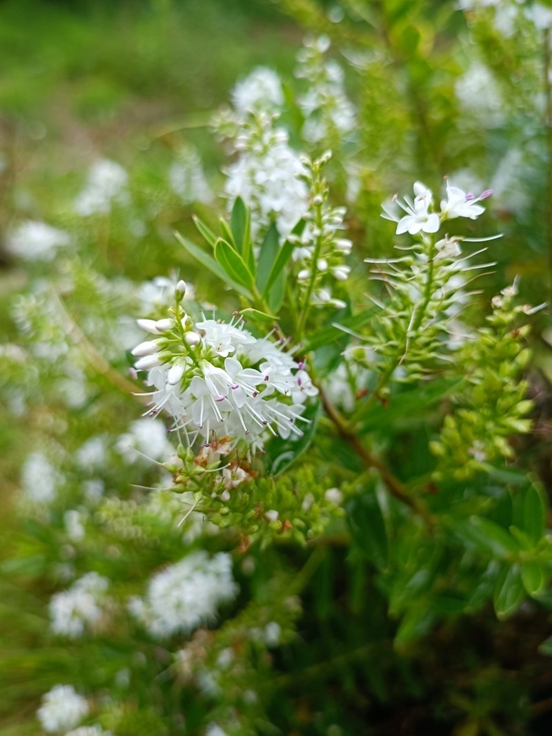 Veronica salicifolia photo 4
