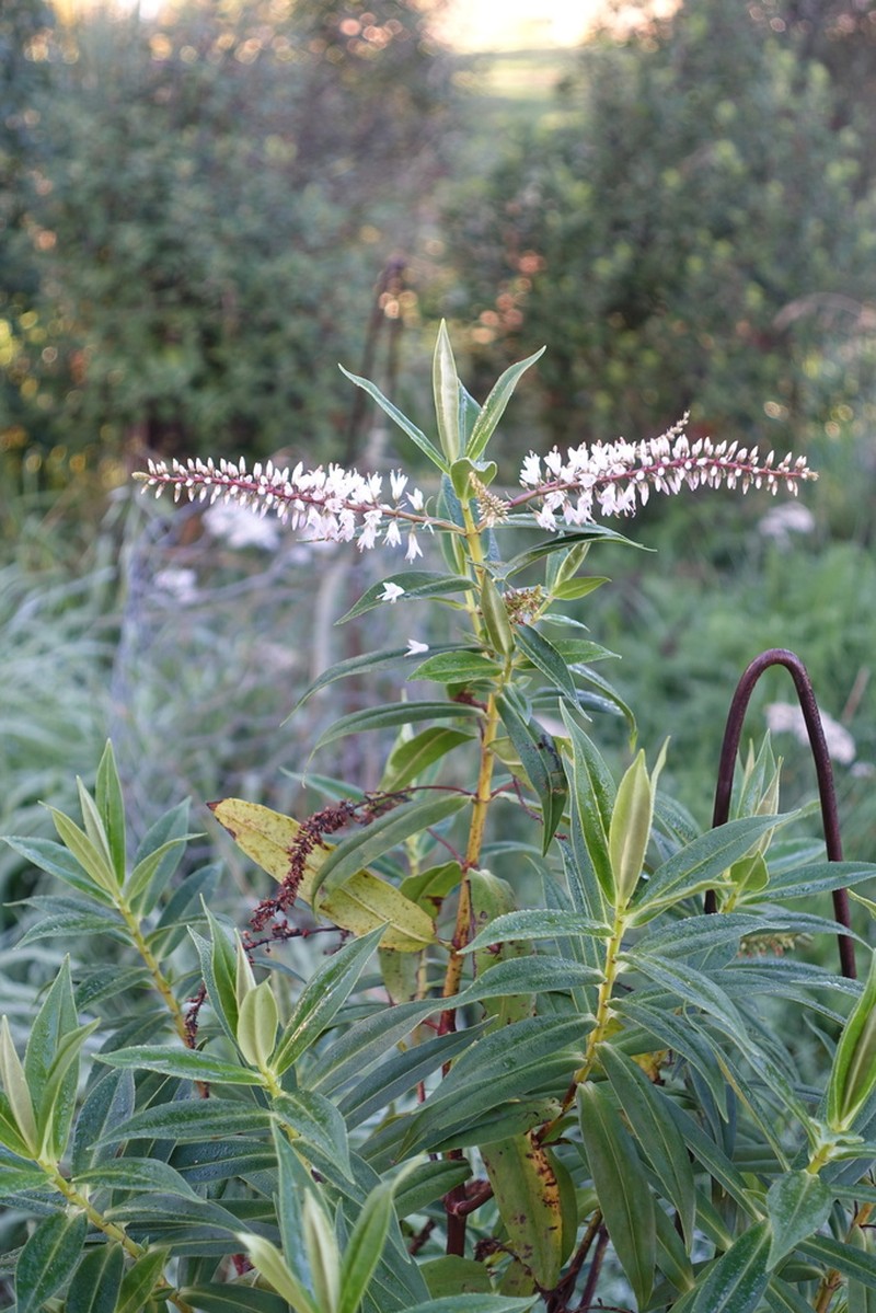 Veronica salicifolia photo 5