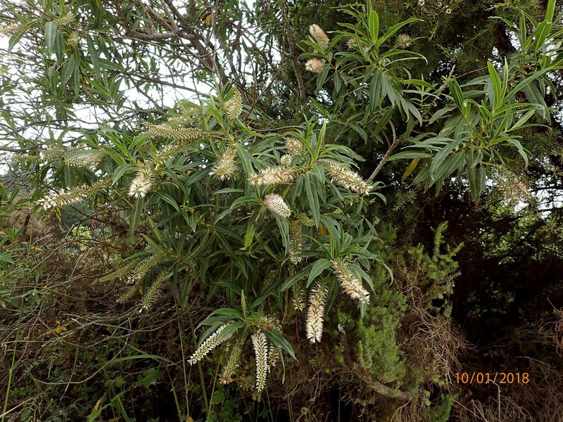 Veronica salicifolia photo 6