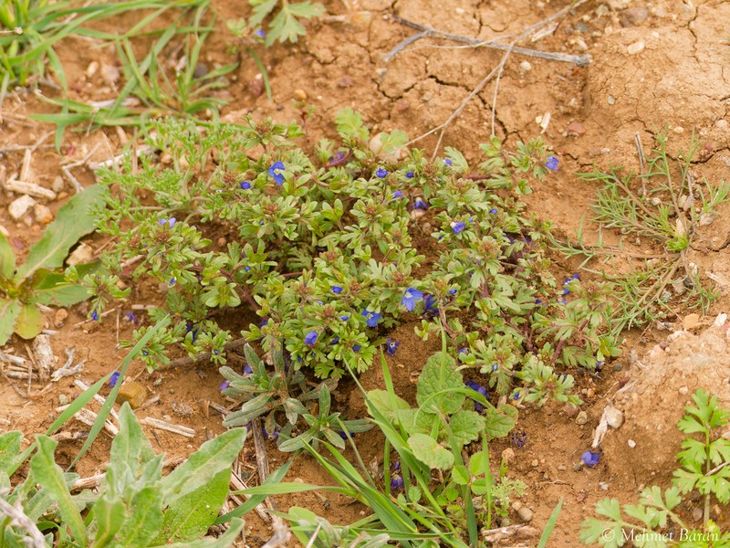 Veronica samuelssonii