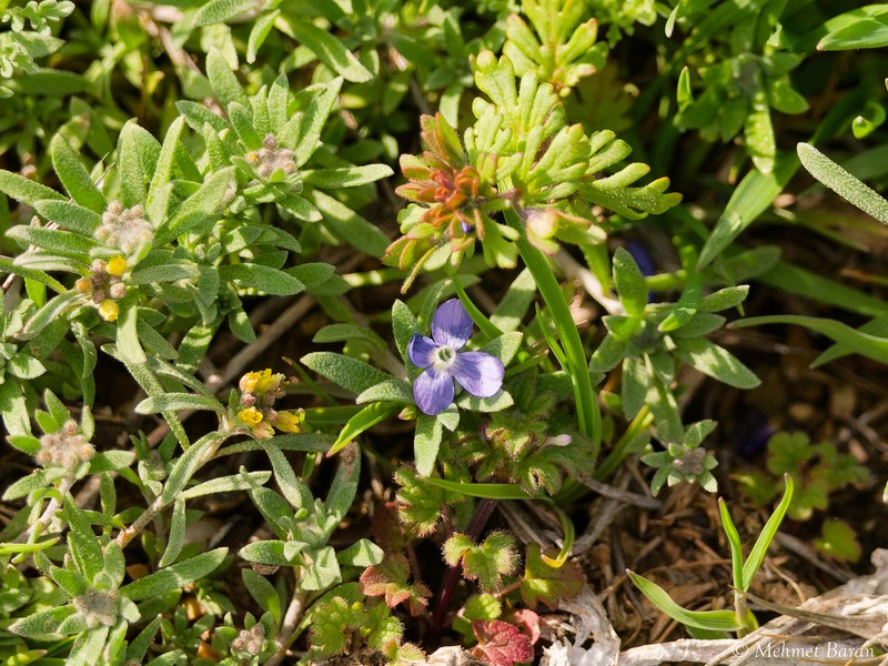 Veronica samuelssonii photo 2