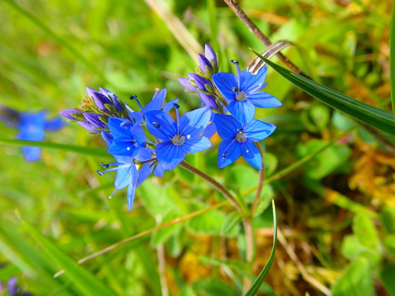 Veronica satureiifolia photo 2