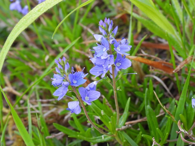 Veronica satureiifolia photo 3