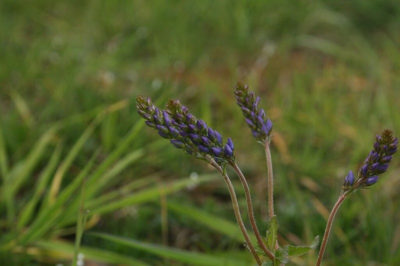 Veronica satureiifolia photo 4