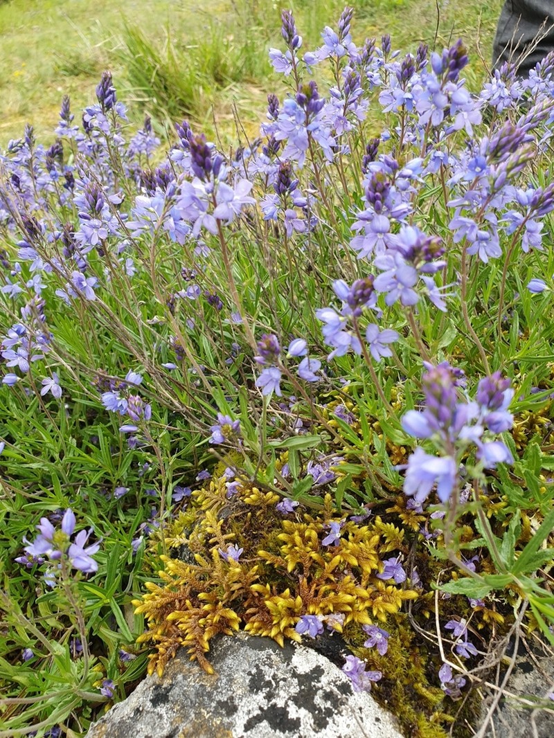 Veronica satureiifolia photo 5