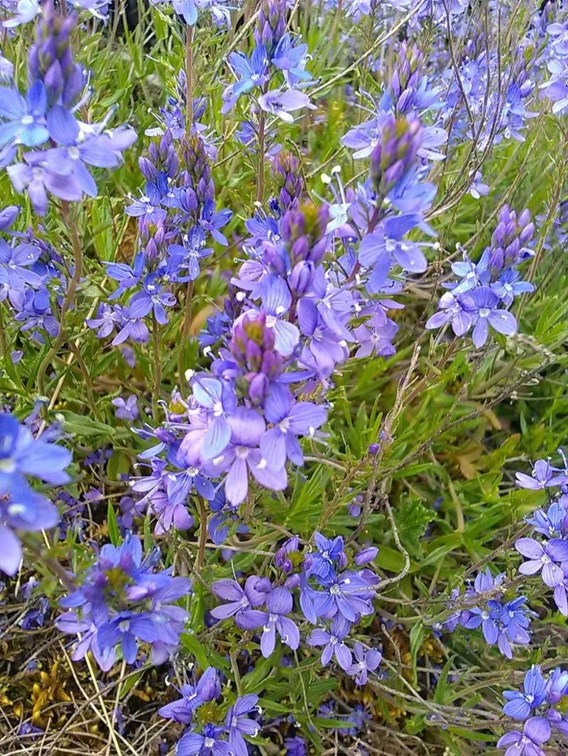 Veronica satureiifolia photo 6