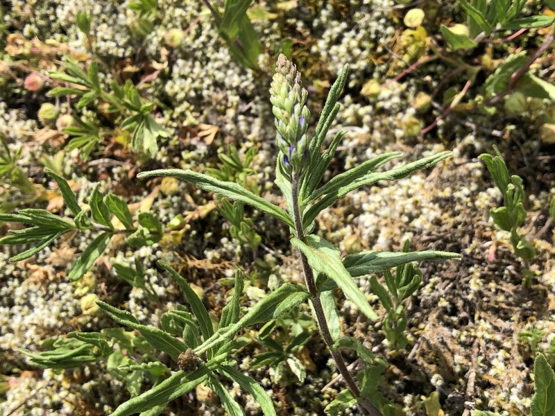 Veronica satureiifolia photo 7
