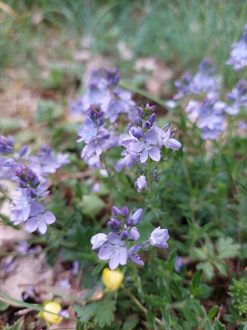Veronica satureiifolia photo 8