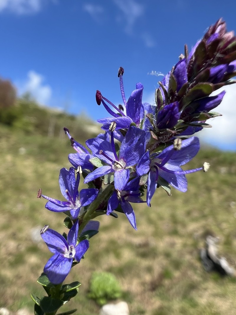Veronica saturejoides