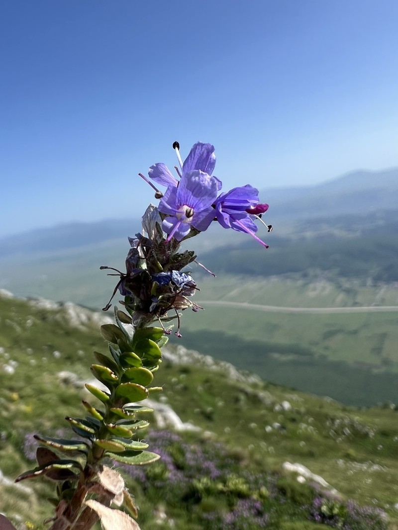 Veronica saturejoides photo 2