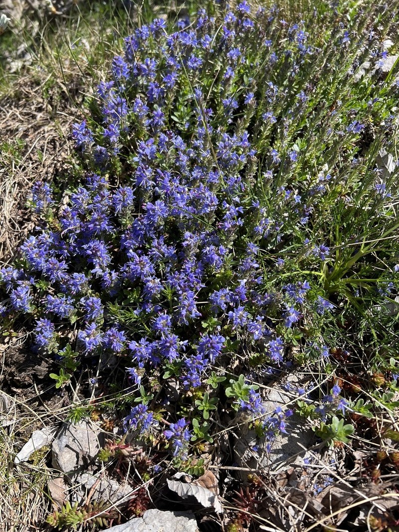 Veronica saturejoides photo 3