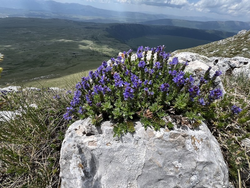 Veronica saturejoides photo 4