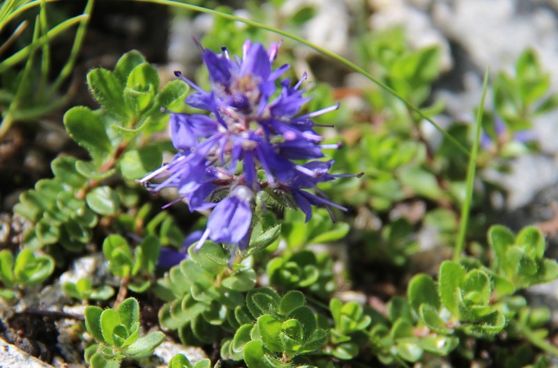 Veronica saturejoides photo 5