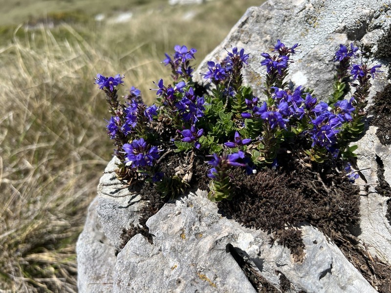 Veronica saturejoides photo 6
