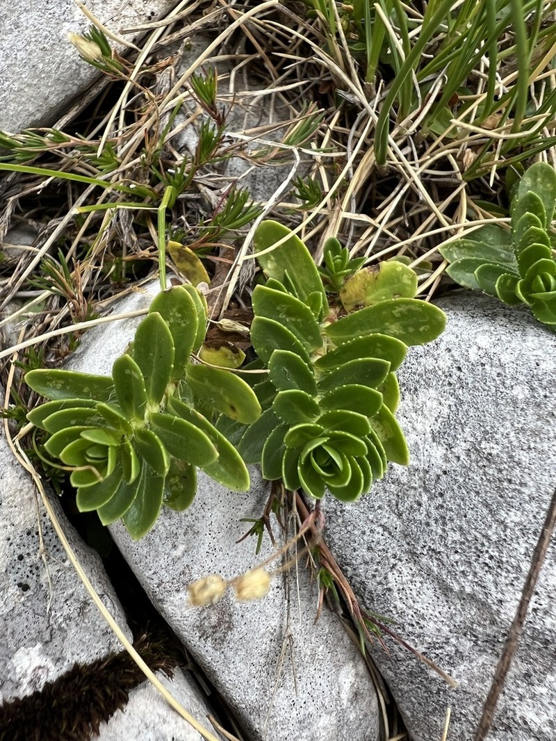 Veronica saturejoides photo 7