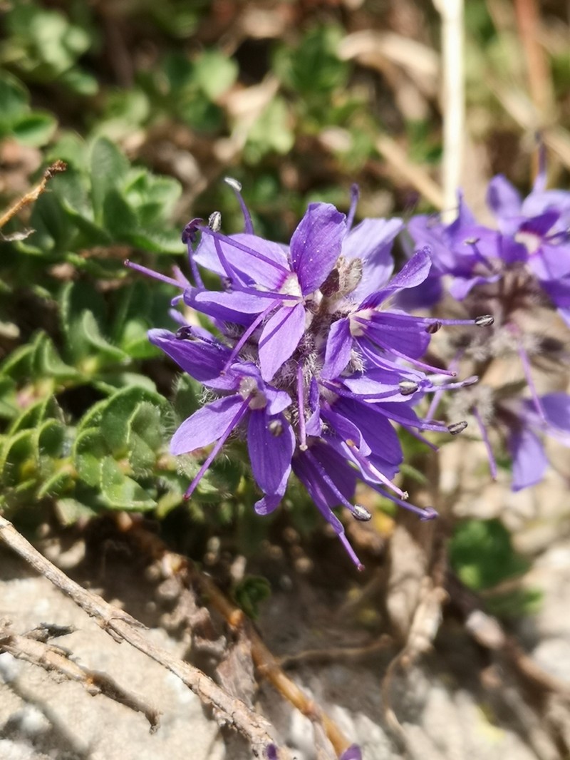 Veronica saturejoides photo 8