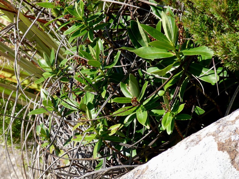 Veronica saxicola