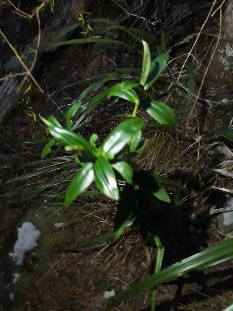 Veronica saxicola photo 2