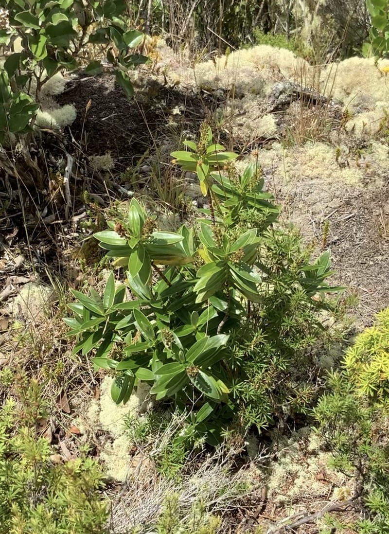 Veronica saxicola photo 3