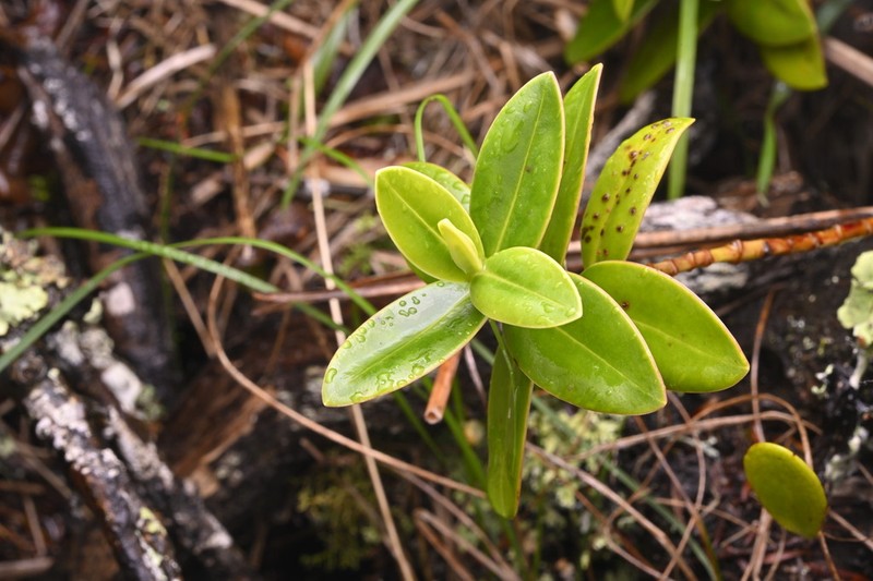 Veronica saxicola photo 4