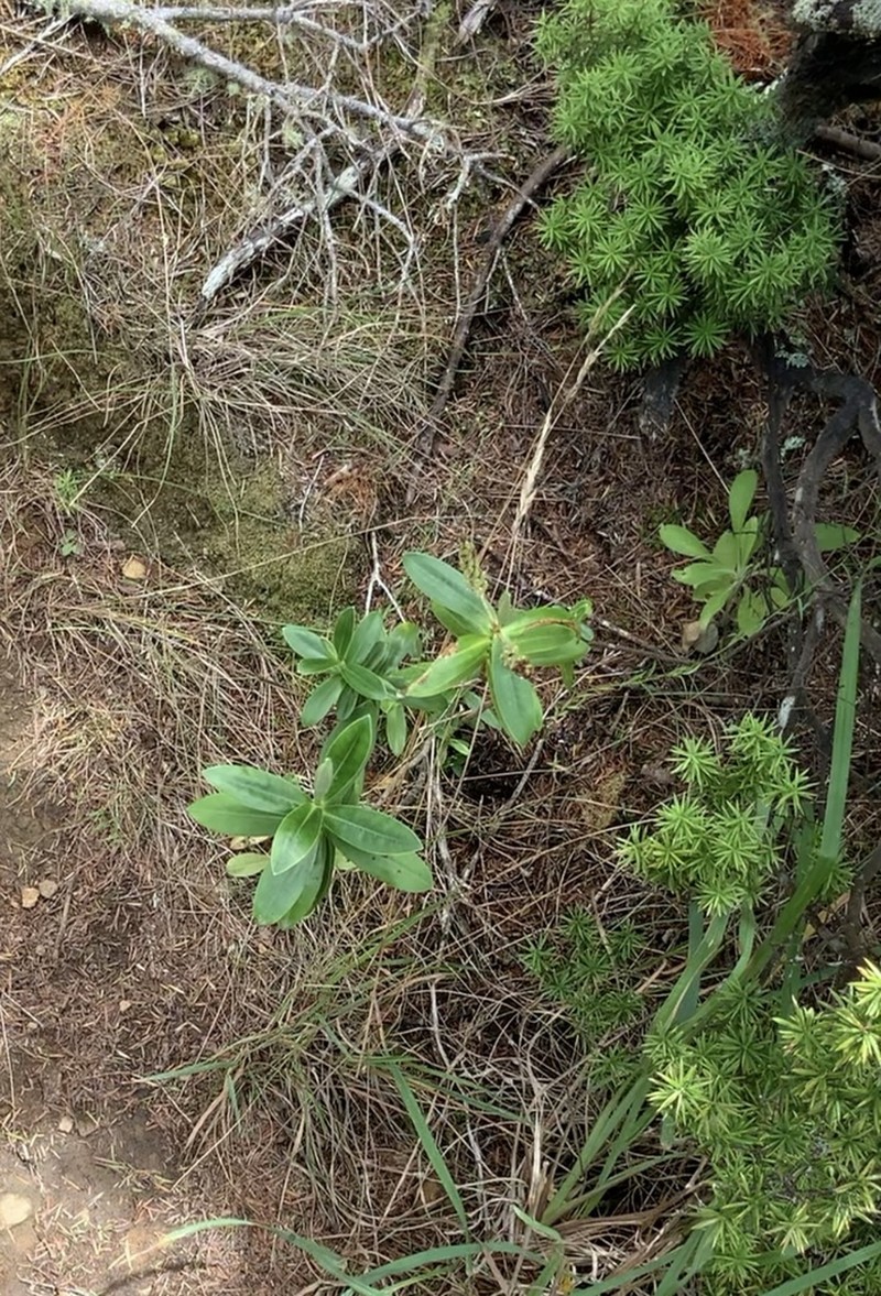 Veronica saxicola photo 5