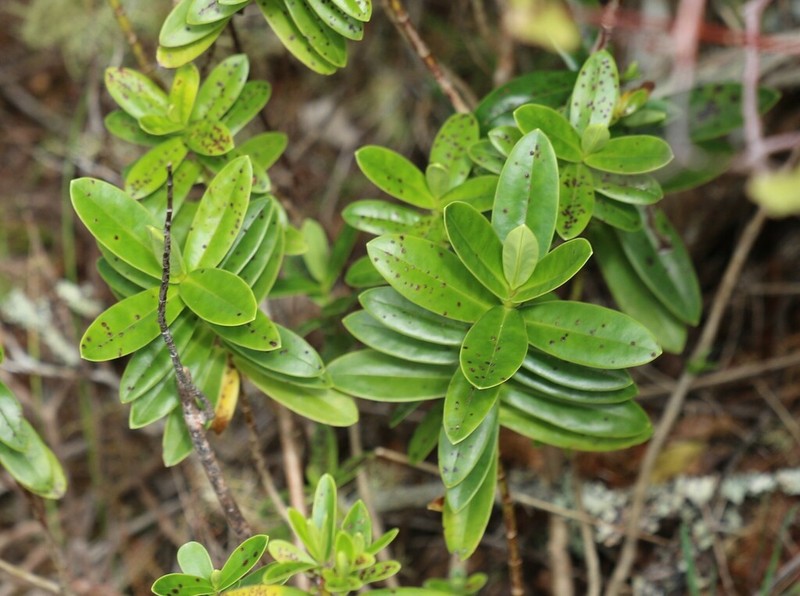 Veronica saxicola photo 6