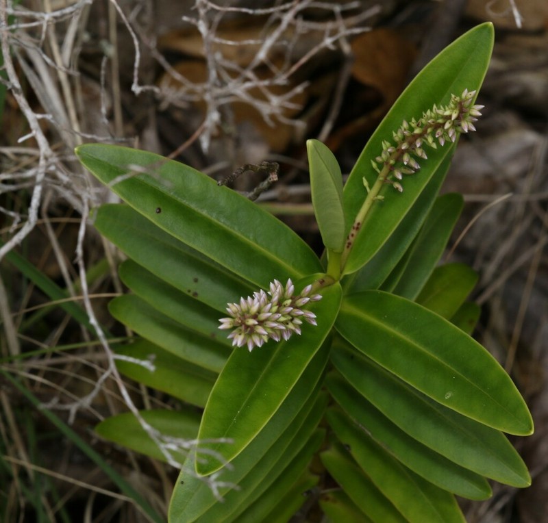 Veronica saxicola photo 7