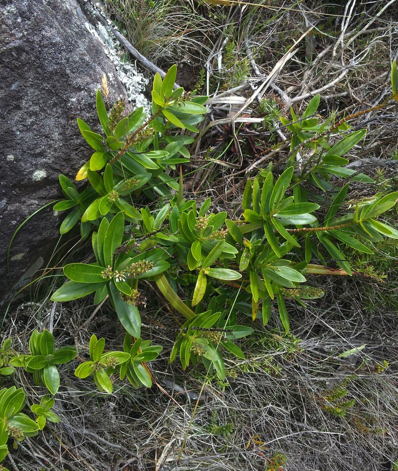 Veronica saxicola photo 8