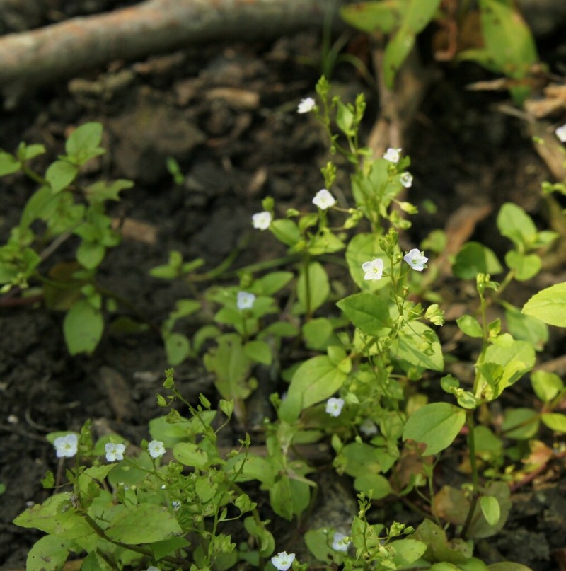 Veronica scardica