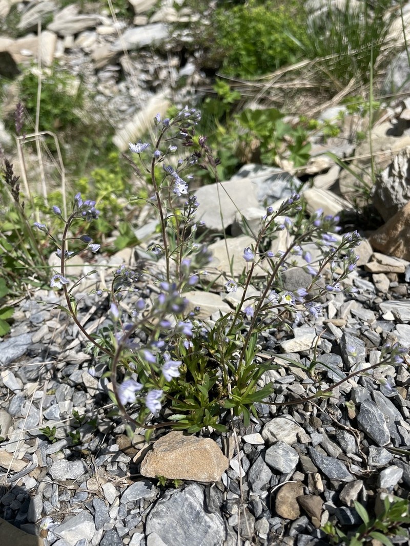 Veronica schistosa photo 2
