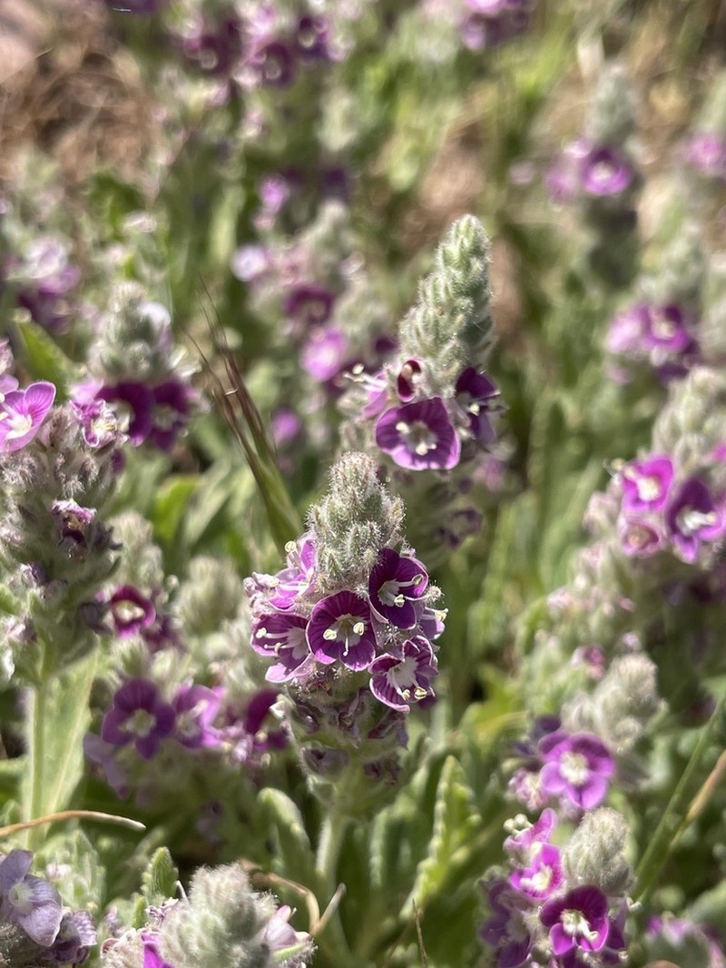 Veronica schizostegia photo 2