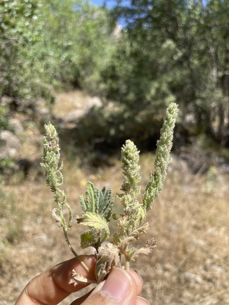 Veronica schizostegia photo 3