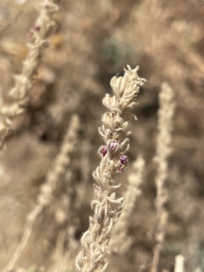 Veronica schizostegia photo 6