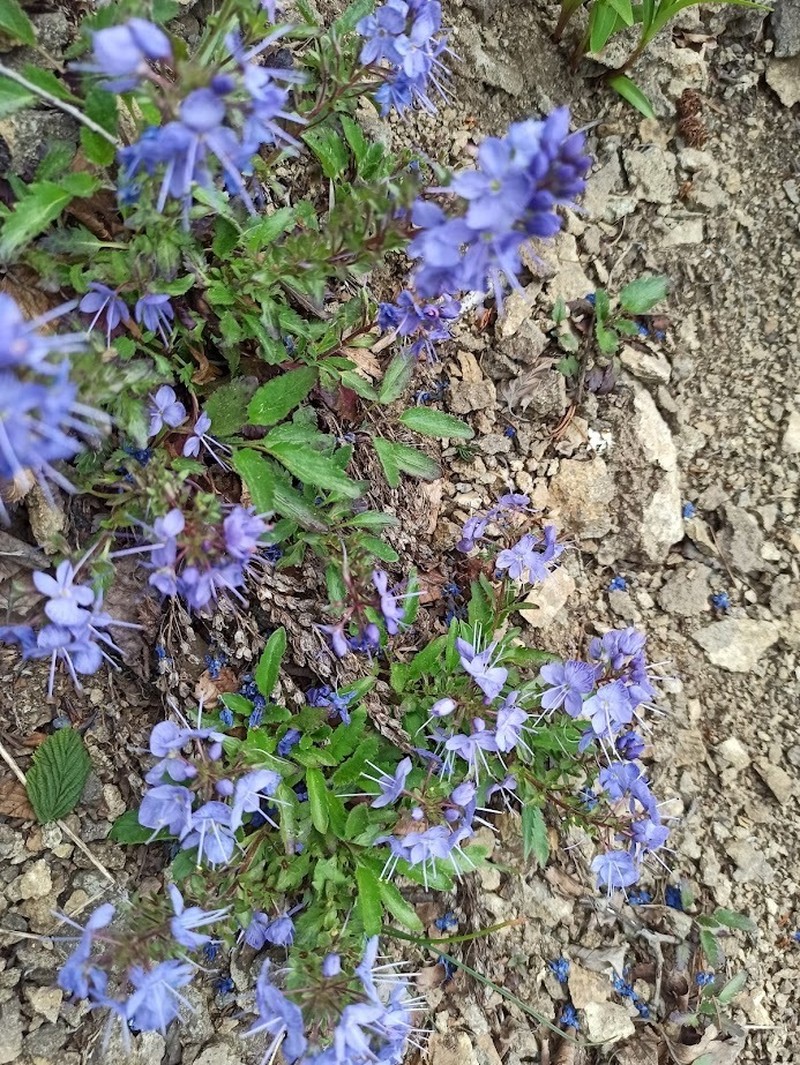 Veronica schmidtiana