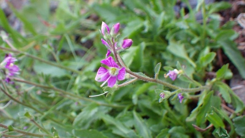 Veronica schmidtiana photo 2