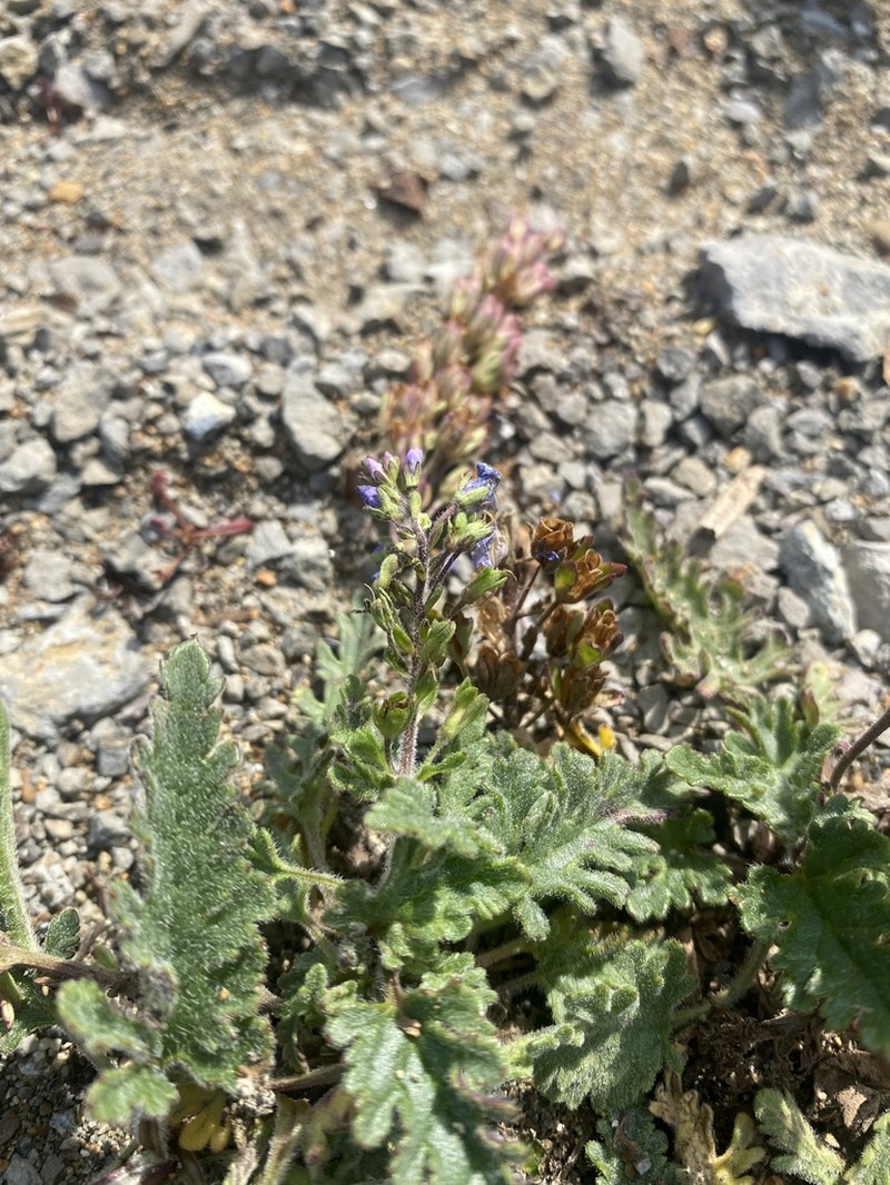 Veronica schmidtiana photo 3