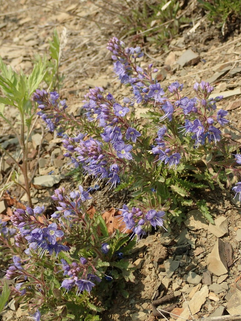 Veronica schmidtiana photo 5