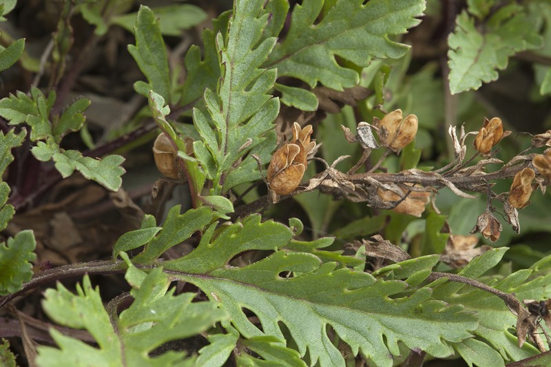 Veronica schmidtiana photo 6