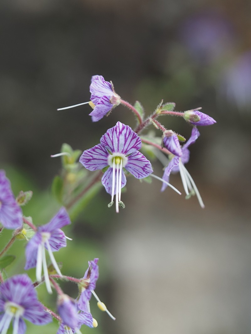 Veronica schmidtiana photo 7