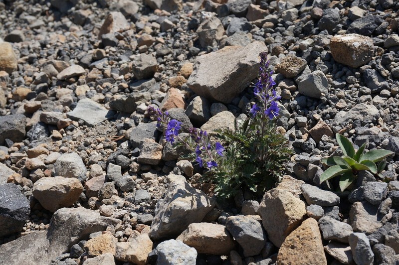 Veronica schmidtiana photo 8