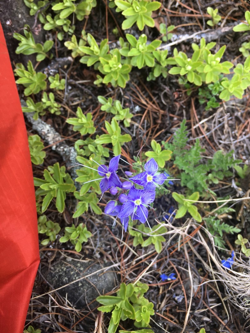 Veronica schmidtiana var. schmidtiana
