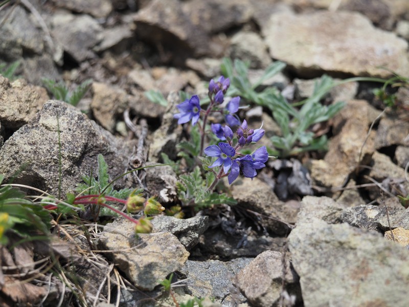 Veronica schmidtiana var. schmidtiana photo 2