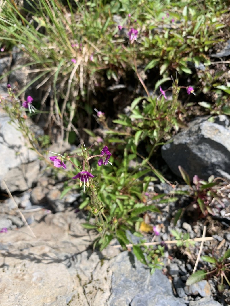 Veronica schmidtiana var. shiragamiensis